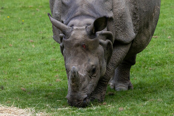 tête de rhinocéros
