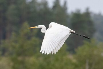 Great Egret 