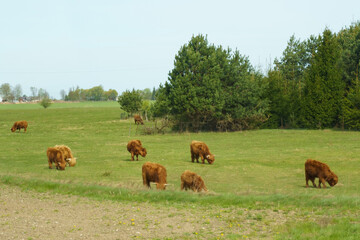 Naklejka na ściany i meble Cows rock grazing - highland on a green pasture.