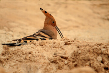 Eurasian Hoopoe bathing in the sand © Grau Photographers