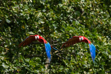 Ara Chloroptère en vol © Ludovic