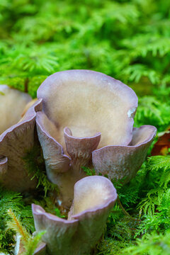 Violet chanterelle, Gomphus clavatus in green moss