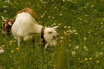Goats Gazing in the Pastures of the Swiss Alps of Switzerland in Summer