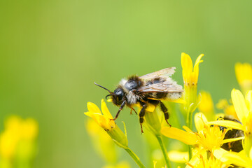 Colorful closeup on a fluffy Bohemian Cuckoo bumblebee, Bombus bohemicus, sitting on a yellow flower
