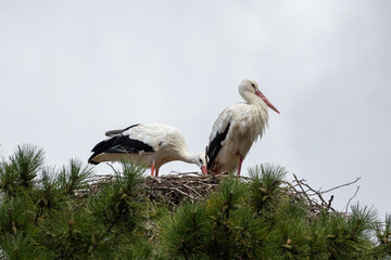 couple de cigognes au nid