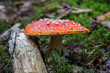 Inedible mushroom red fly agaric near birch tree. Forest poisonous mushroom red fly agaric. Forest harvesting. Mycelium.