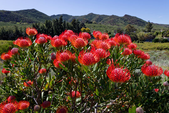 Pincushion Protea flowers blooming bright red in full sunlight in Worcester, Western Cape, South Africa.