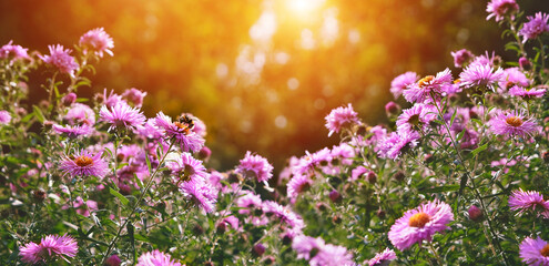asters flowers in garden, abstract natural sunny floral background. Bee collecting nectar from...