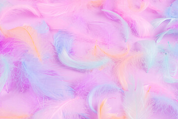 Colorful feather background