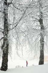 Snow covered trees on a cloudy and foggy winter day. Winter landscape from a heavy snowy winter period.