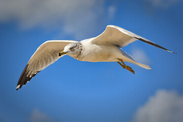 Sea gull, Florida.