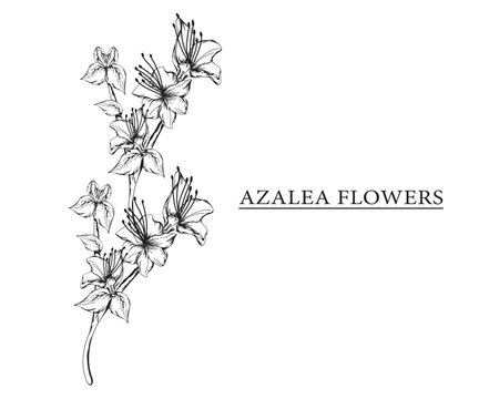 azalea flower vector sketch illustration. Hand drawn tropical floral and natural design elements. isolated white background.