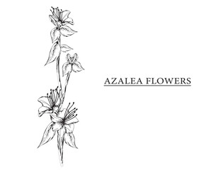 azalea flower vector sketch illustration. Hand drawn tropical floral and natural design elements. isolated white background.