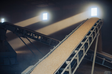 Grain being transported on conveyor belt to the granary or storage barn - obrazy, fototapety, plakaty