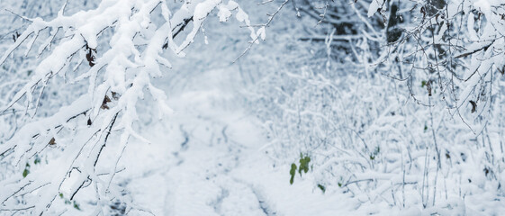 Snowy tree branches in a winter forest, snowy road in the forest