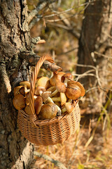Wicker basket with fresh edible mushrooms close up on tree branch, abstract forest background....