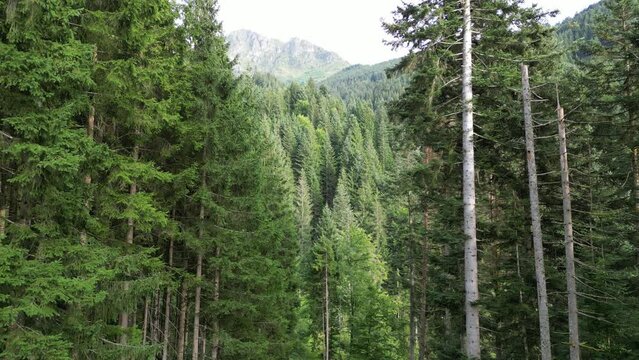 Im Anflug &uuml;ber den B&auml;umen auf das Kitzb&uuml;heler Horn mit einer Drone