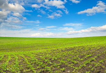 Green field of sunflower and blue cloudy sky.