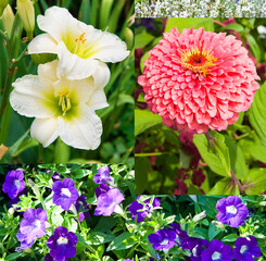 Bright flowers in a summer flowerbed. Photo collage .