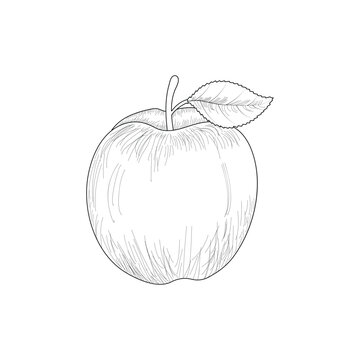 illustration of an apple isolated