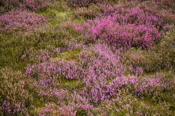 Beautiful heather landscape with heather blooming at Lüneburger Heide, Germany