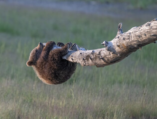 Brown Bear Cub Acrobatics