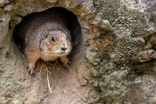 Black-tailed prairie dog