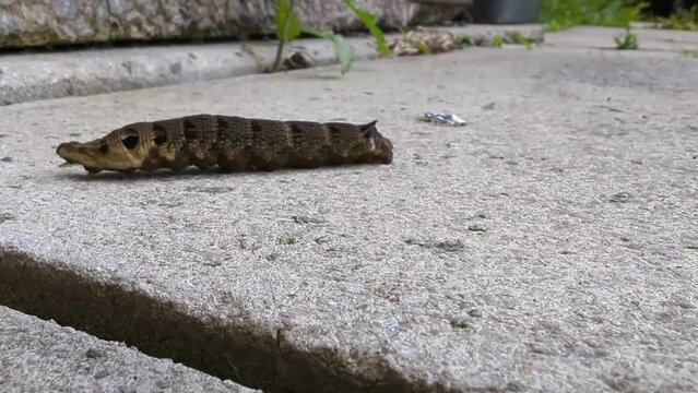 An Elephant Hawk-moth caterpillar Larva (Deilephila elpenor ) a member of the Sphingidae family active from Late summer to autumn moving across a concreate path from left to right of frame.
