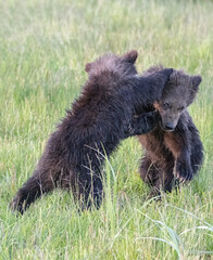 Fototapeta premium Brown Bear Cubs Playing