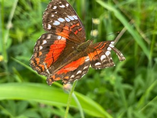 Mariposa posada en una hoja de hierba