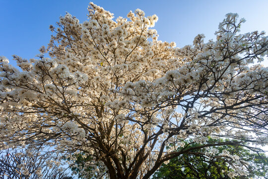 Wonderful Flowers of a white ipe tree, Tabebuia roseo-alba (Ridley) Sandwith. Known as: "Ip&ecirc;-branco", "Ip&ecirc;-branco-do-cerrado", "Ip&ecirc;-rosa"