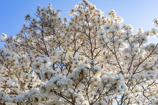 Wonderful Flowers of a white ipe tree, Tabebuia roseo-alba (Ridley) Sandwith. Known as: "Ip&ecirc;-branco", "Ip&ecirc;-branco-do-cerrado", "Ip&ecirc;-rosa"
