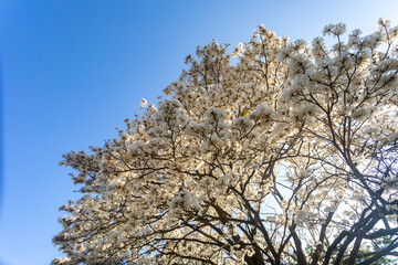 Wonderful Flowers of a white ipe tree, Tabebuia roseo-alba (Ridley) Sandwith. Known as: 