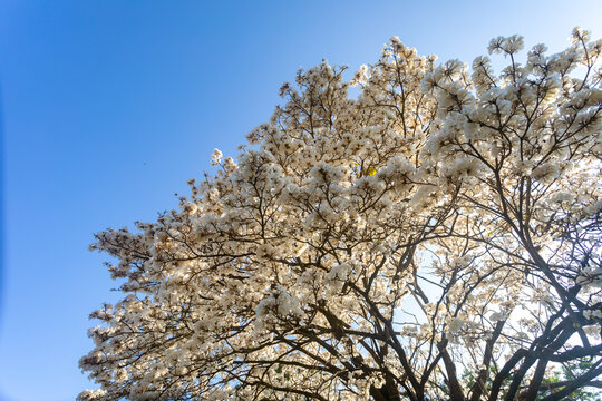 Wonderful Flowers of a white ipe tree, Tabebuia roseo-alba (Ridley) Sandwith. Known as: "Ip&ecirc;-branco", "Ip&ecirc;-branco-do-cerrado", "Ip&ecirc;-rosa"