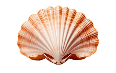  Sea Shell Isolated on Transparent Background 