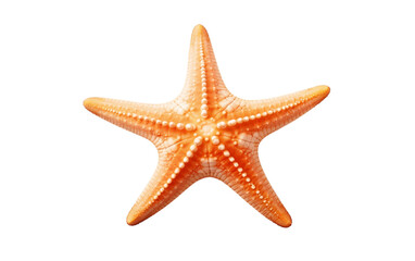 Fototapeta na wymiar Starfish white transparent background