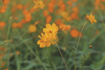 beautiful rustic landscape with chamomile flowers, abstract natural sunny background. concept of beauty and purity of nature. summer season. banner