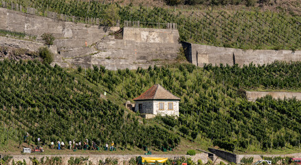 Vineyards near Ihringen, Kaiserstuhl. Breisgau, Baden-Württemberg, Germany, Europe