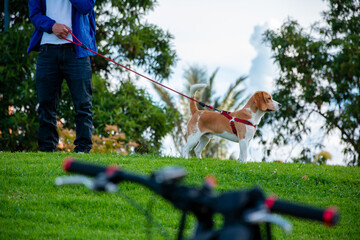 dog being held on the leash by owner. dog walking in the park. pet on the horizon on the green hill. Beagle dog