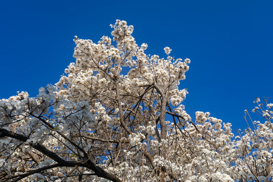 Wonderful Flowers of a white ipe tree, Tabebuia roseo-alba (Ridley) Sandwith. Known as: "Ip&ecirc;-branco", "Ip&ecirc;-branco-do-cerrado", "Ip&ecirc;-rosa"