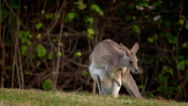 Eastern Grey Kangaroo (Macropus giganteus) on  meadow, very cute animal with baby with green background, australian wildlife, queensland, Brisbane, brown pouched mammal, marsupial. Feeding on grass.