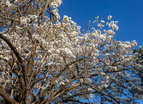 Wonderful Flowers of a white ipe tree, Tabebuia roseo-alba (Ridley) Sandwith. Known as: "Ip&ecirc;-branco", "Ip&ecirc;-branco-do-cerrado", "Ip&ecirc;-rosa"
