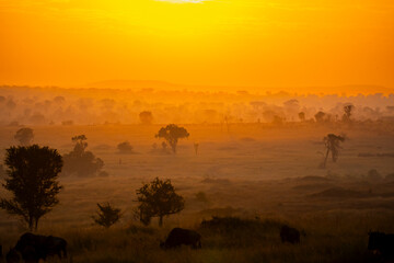 Fototapeta na wymiar sunrise in the Serengeti