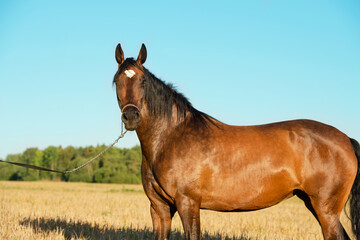 portrait of beautiful bay filly posing in the rye field at sunny evening.