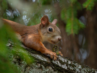squirrel on the tree in a close-up picture, the red squirrel (sciurus vulgaris)