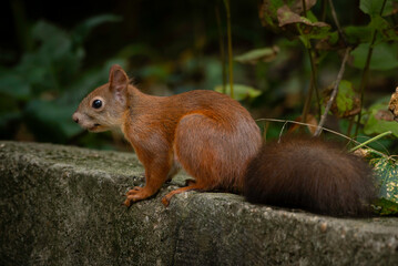 squirrel on the tree in a close-up picture, the red squirrel (sciurus vulgaris)