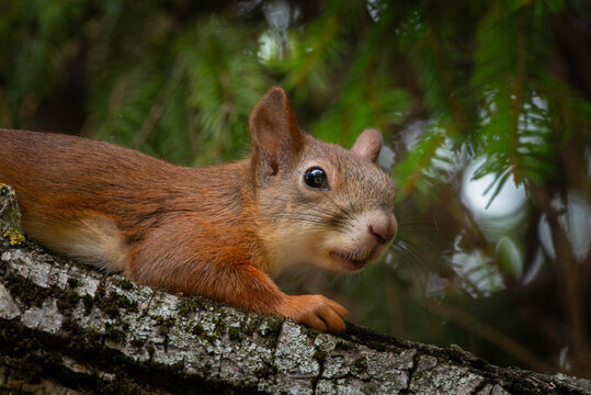 squirrel on the tree in a close-up picture, the red squirrel (sciurus vulgaris)