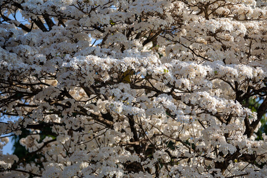Wonderful Flowers of a white ipe tree, Tabebuia roseo-alba (Ridley) Sandwith. Known as: "Ip&ecirc;-branco", "Ip&ecirc;-branco-do-cerrado", "Ip&ecirc;-rosa"