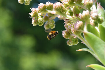The bumblebee flies and takes a nectar from the Guard House flower in the garden, close up