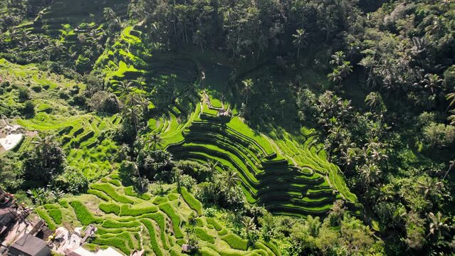 Drone flight above authentic Ceking, Tegalalang rice terraces near Ubud village at Bali island, Indonesia.
Aerial footage in the morning reveal